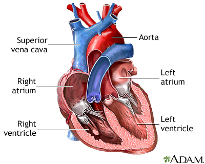 CARDIOVASCULAR – Part 3: Nhịp tim và duy trì hằng định nội môi