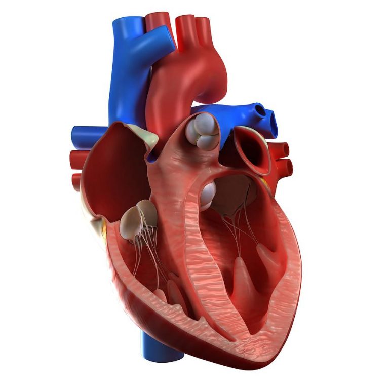 Heart Anatomy – Listening