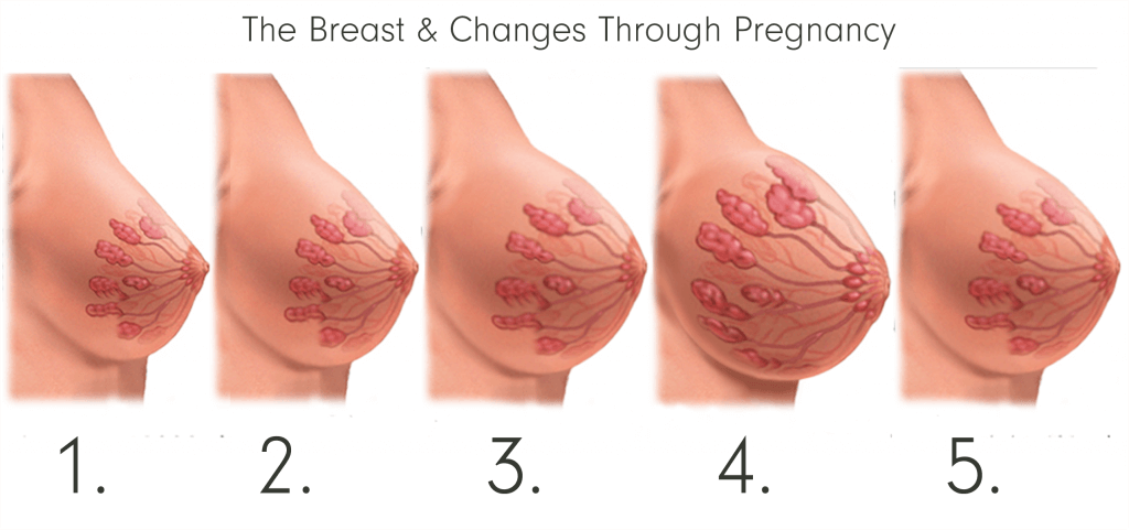 شكل الثدي في بداية الحمل بالصور
