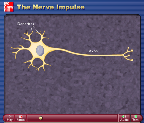 thuật ngữ nerve impulse