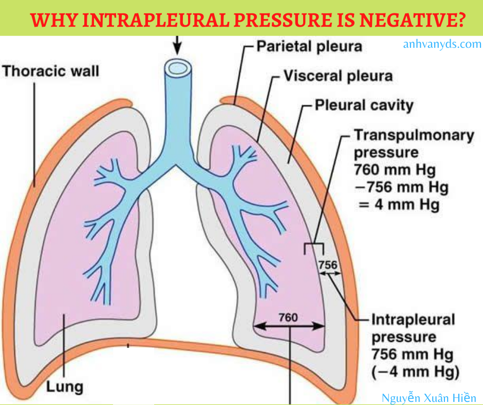Tại sao áp suất trong khoang màng phổi thấp hơn áp suất khí quyển?
