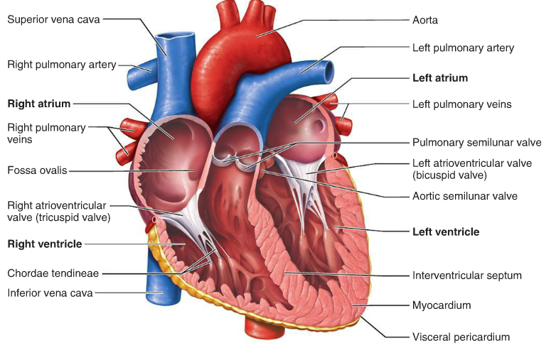 giải phẩu tim - anatomy of the heart