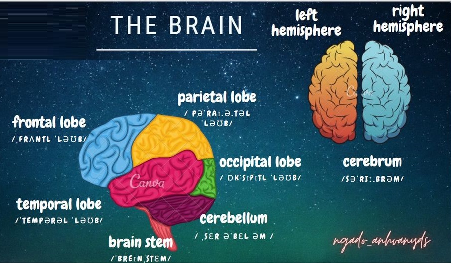 brain and function of its parts