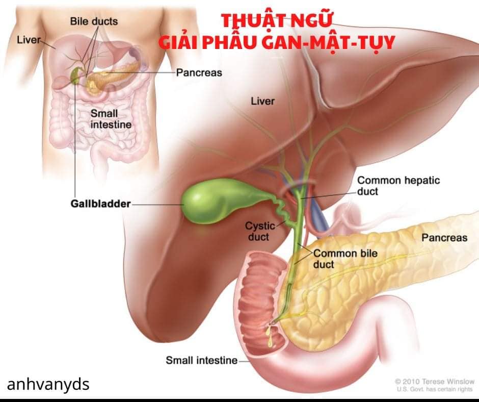 phẫu thuật gan-mật-tụy