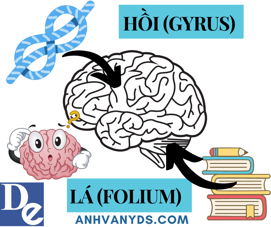 hồi (gyrus)- lá (folium)