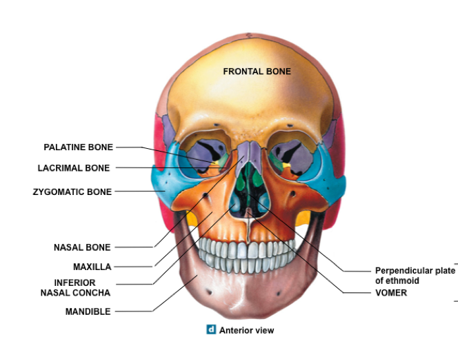 thuật ngữ về xương mặt