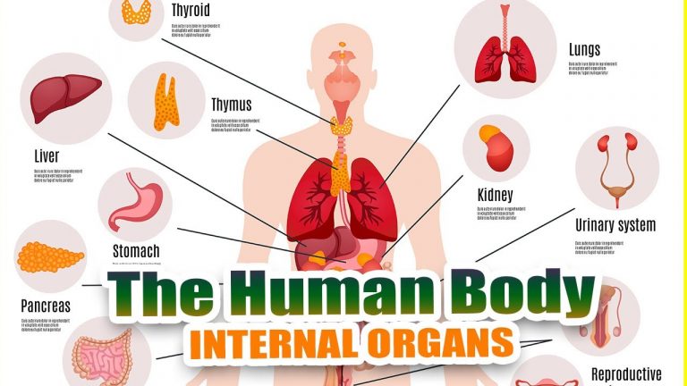 PRONUNCIATION: INTERNAL ORGANS – Các cơ quan nội tạng